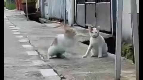 How do you get along with your pets?
