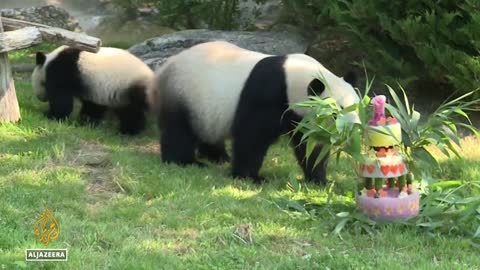 Two giant pandas sent by China arrive in Qatar ahead of World Cup (1)