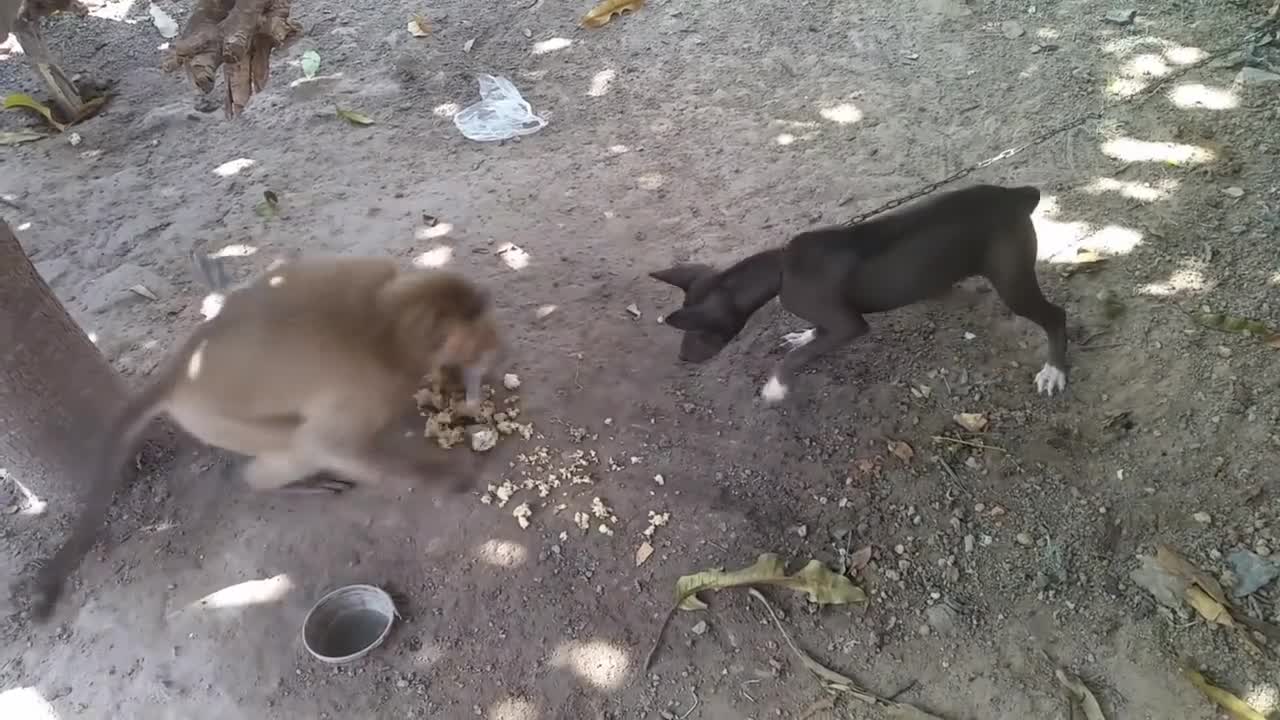 Monkey vs dog fight