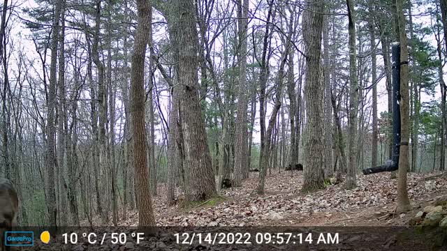 The Woods – 12/15/2022