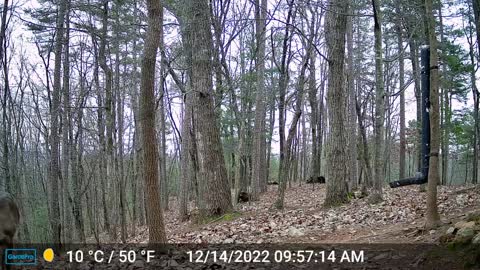 The Woods – 12/15/2022