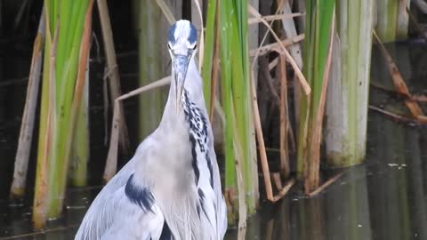Heron swallowing a huge fish