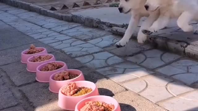 Labs definitely love their food! 😏