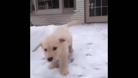 playing in the snow