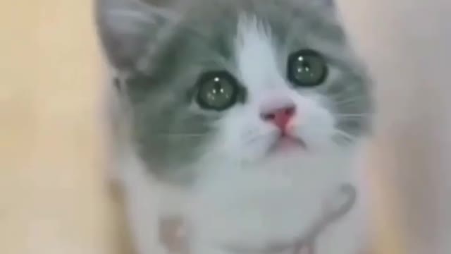 Cute Cat