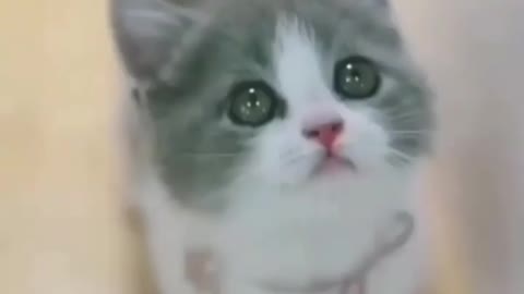 Cute Cat