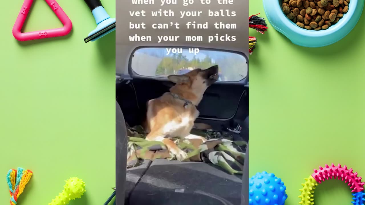 Husky's freaking out when realize he is in the vet 🤣 Funny Dog's Reaction