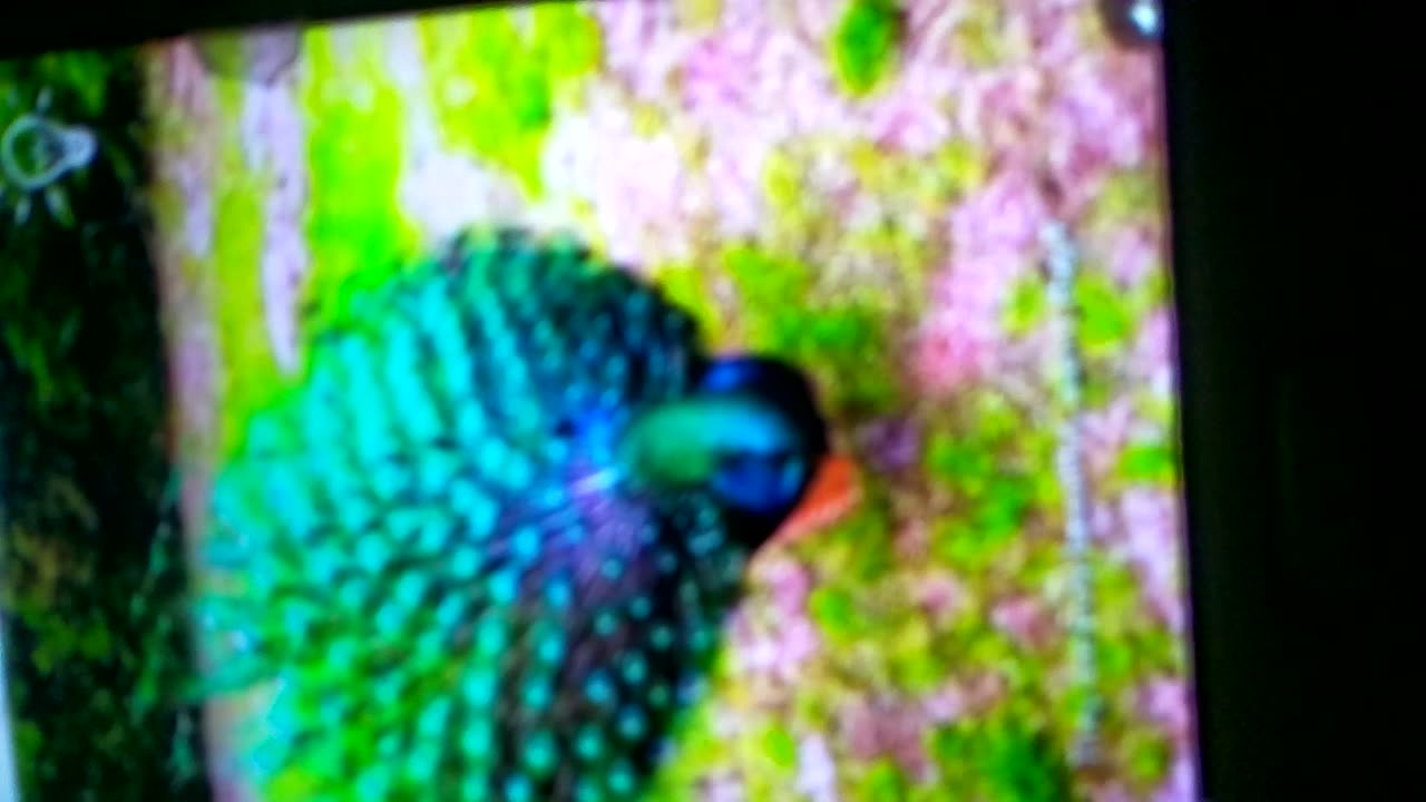 Different colours peacock dance very beautifully