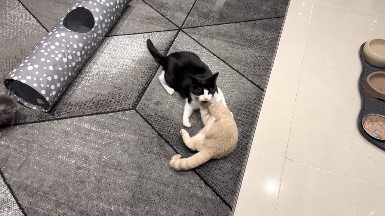 Kitten Takes Down Cat