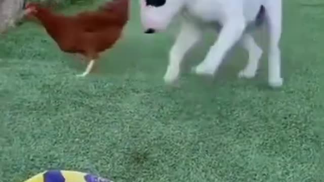 Dog vs chiken