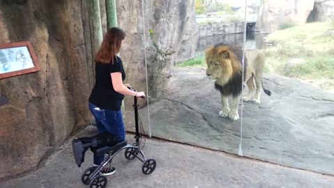 Lion King becomes a small Kid