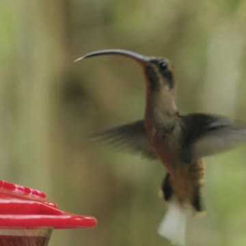 Thirsty Hummingbird -Watch its tongue!!