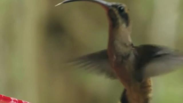 Thirsty Hummingbird -Watch its tongue!!