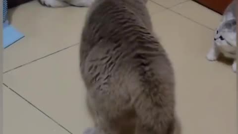 Funny cat videos