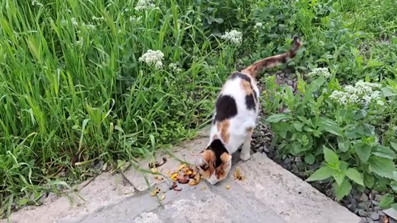 Cute cat eating food. This street cat is very cute.