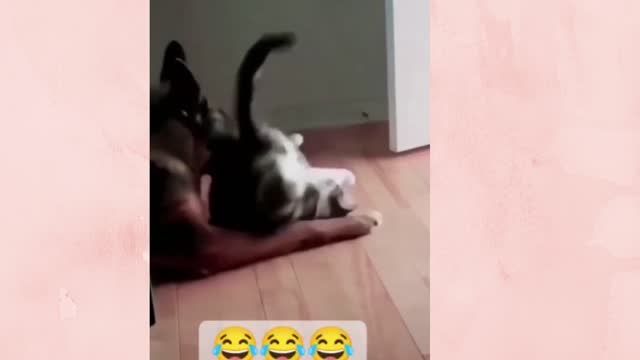 -Funniest Cats And Dogs Video