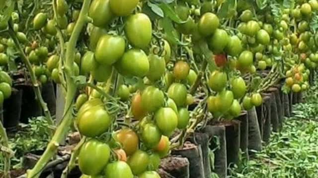 strawberry clot vegetables