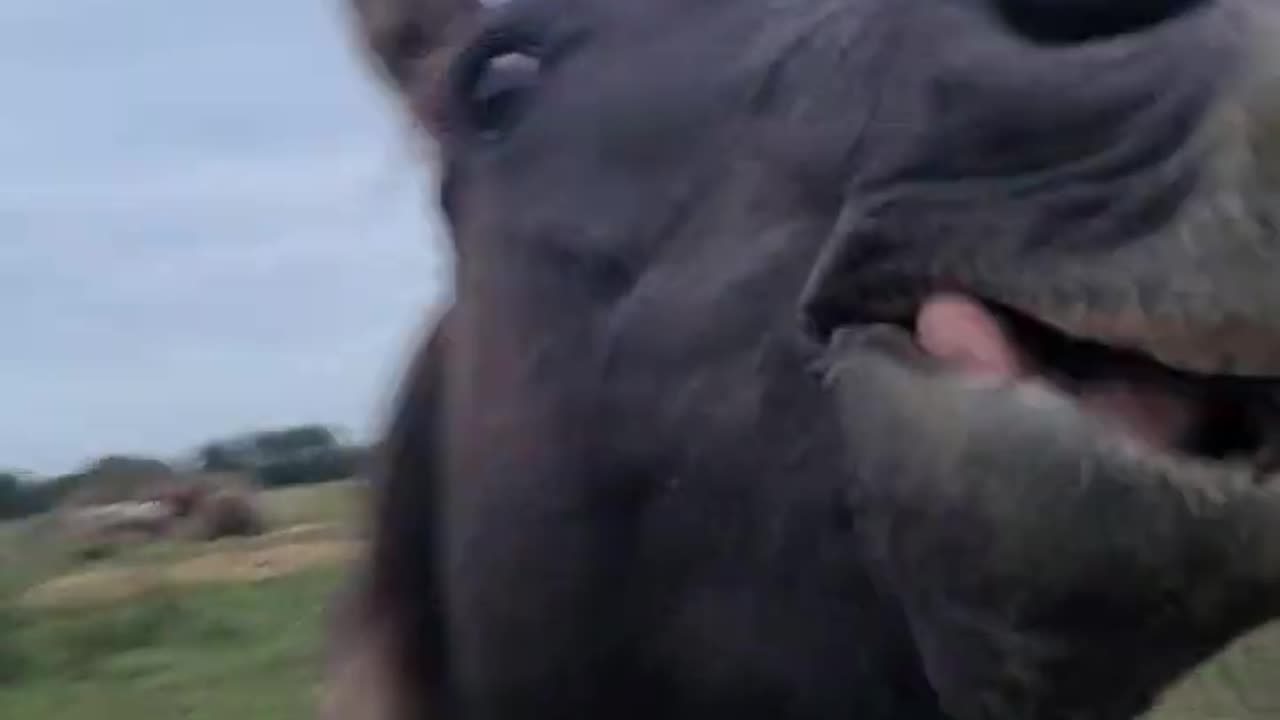 Horse Seems Amused With Missing Shoe || Viral Verse