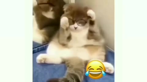 Funny cat video you will never sees in your life