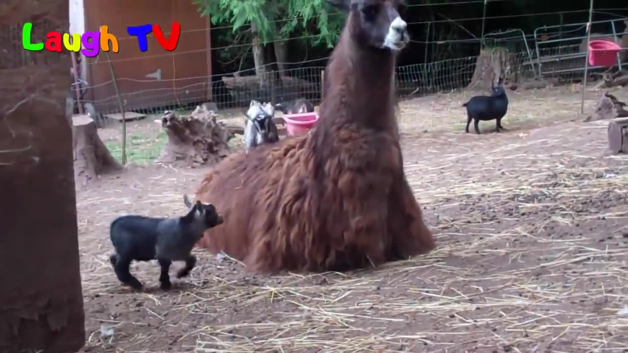 Cute Baby Goats - A Cutest And Funny Goats Baby Videos