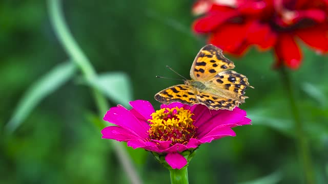 !! bUtterFlYY !!mY aNiMaL mY fRiEnDs !! bUtterfly & fLoWeRs !!