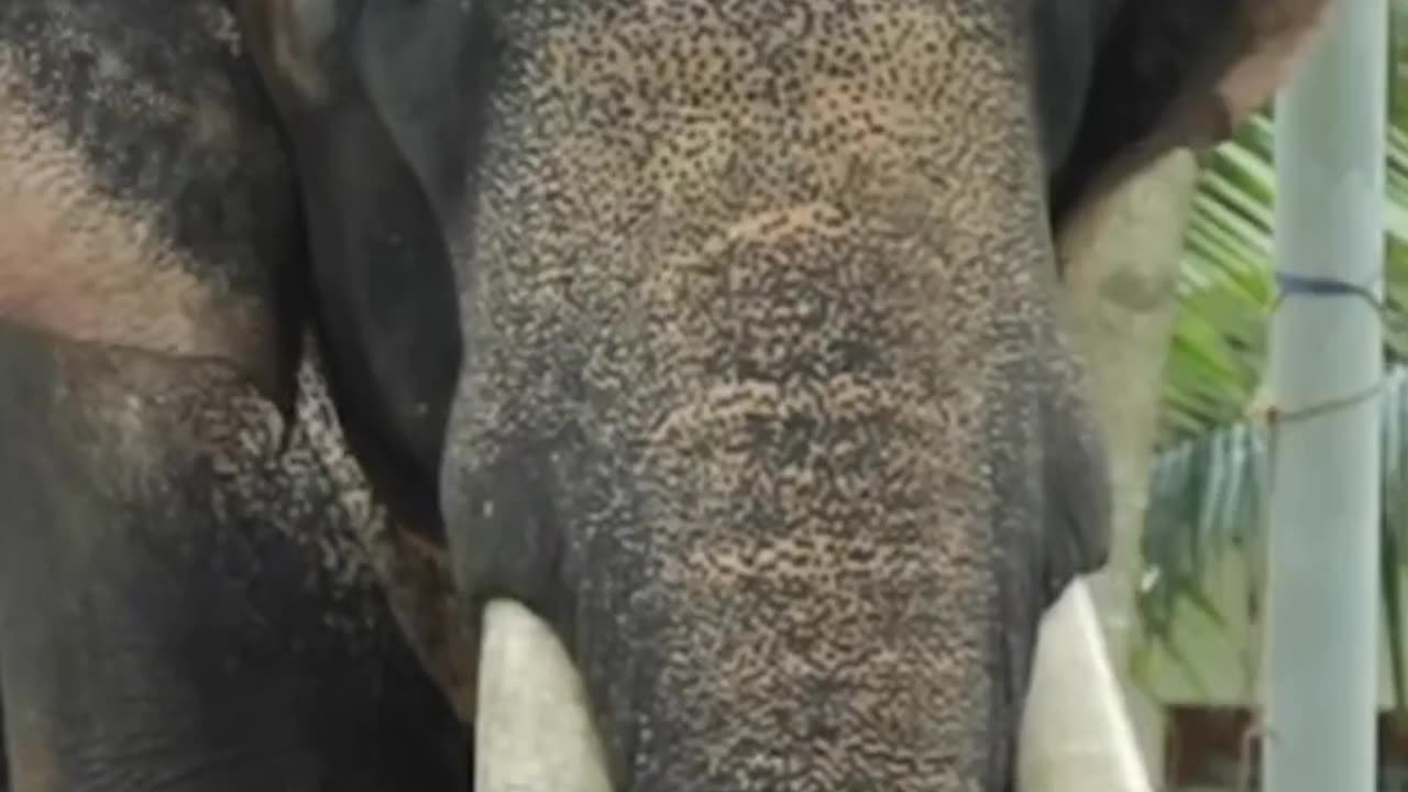 പനയന്നാർ കാവ് കാളിദാസൻ😍