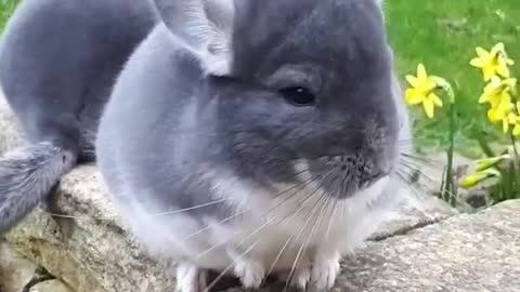 A rabbit who likes watching the camera.