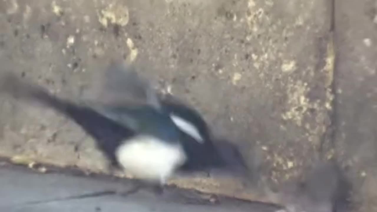 Rat vs bird Fight