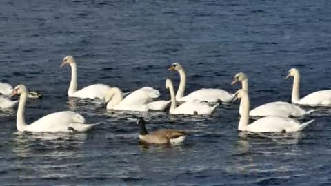 Swans ducks swimming.