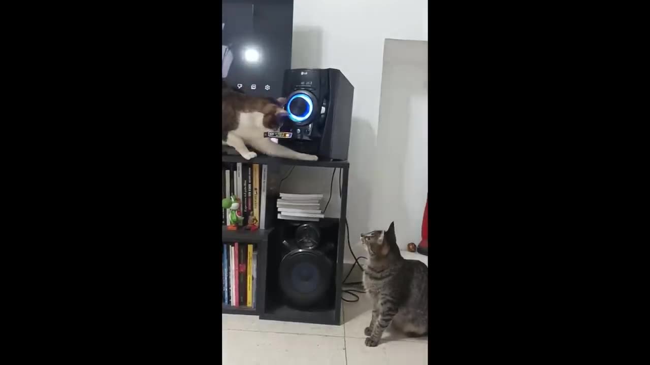 Funny animals