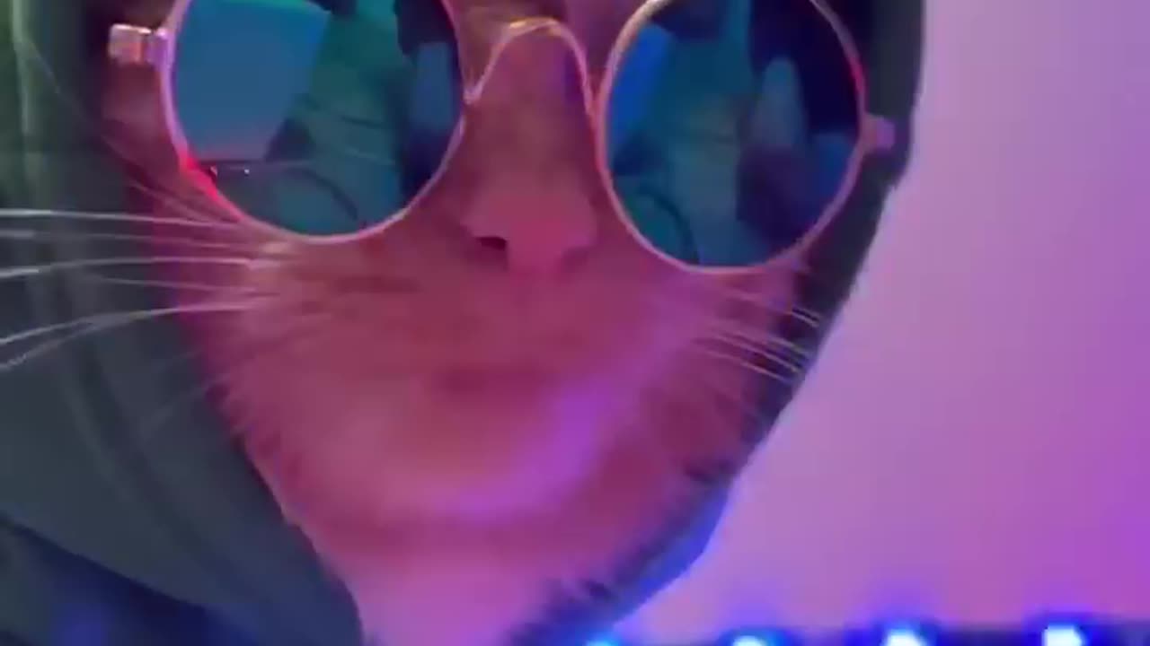 Gangsta Cat