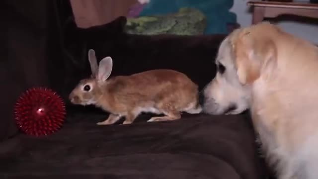 The dog brought the ball to his best friend rabbit so that they play together