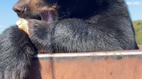 Giving My Sandwich to a Bear in the Dumpster