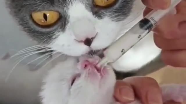 Cute baby cat and mom feeding enjoy so funny