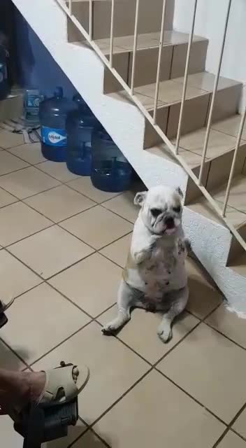 dog dances to grandma's singing - puppy dance while grandma singing - funny dog moment