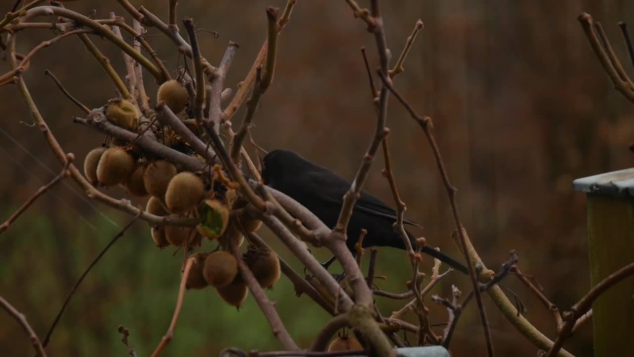 Black Bird Blackbird Bill Yellow Kiwi Eat Hunger