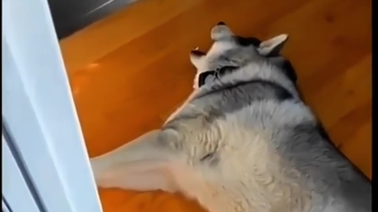 Funny pets 😂😂😂