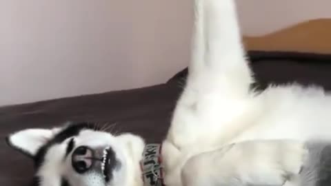 What's he doing funny husky make your day