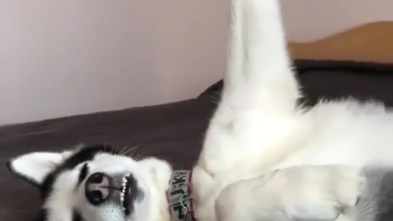 What's he doing funny husky make your day