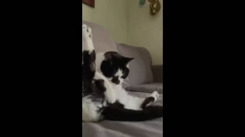 funniest video,funny animals