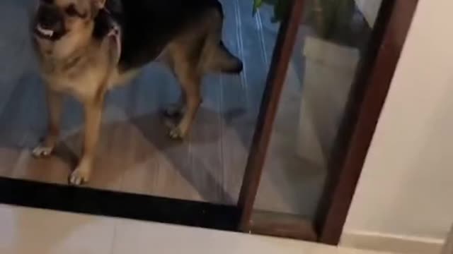 When you turn the camera on the person, the dog's face