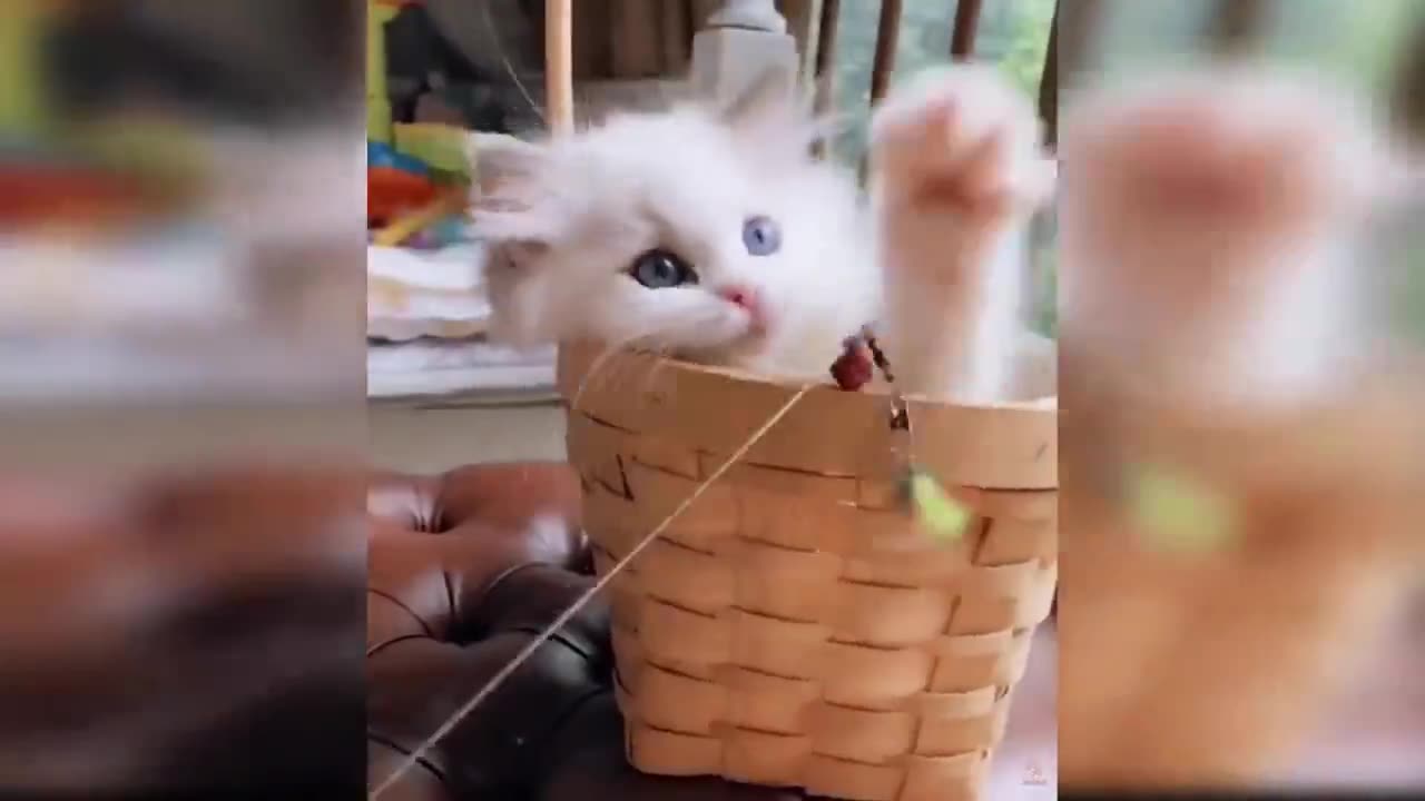 Kittens - Compilation of cute and funny kitten videos