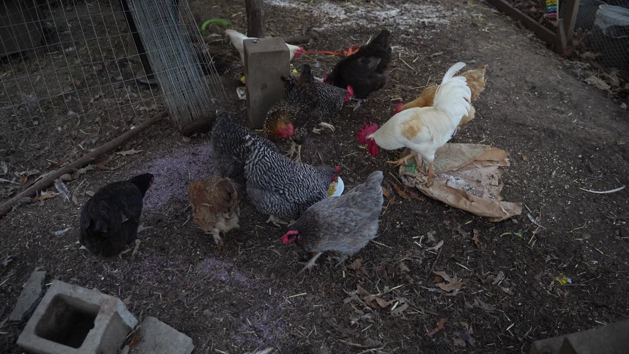 Reduced flock vs sardines. Too many sardines or too few hens?