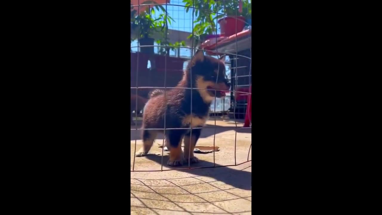 Funny Cat 😺 videos