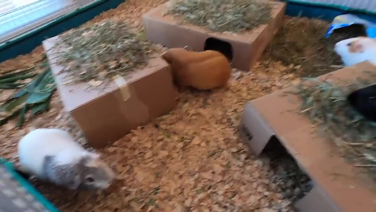 Guinea pigs are noisy