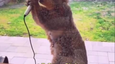 Funny animal video