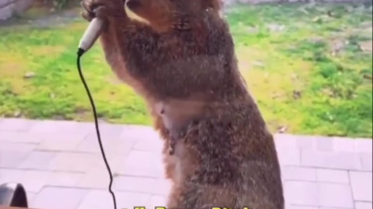 Funny animal video