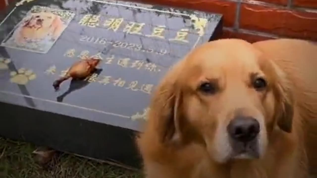 Heart touching dog