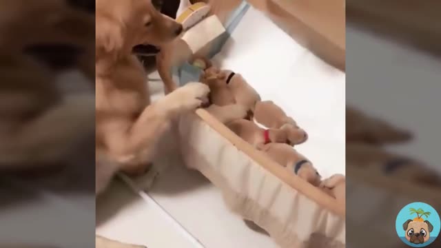 Golden retriever who became a mother for the first time