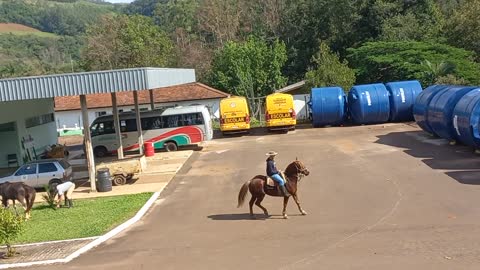 horse almost got bitten by a dog